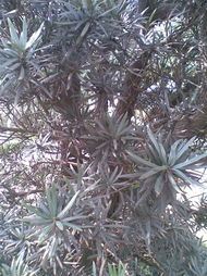 哈尔滨的寒潮试验， 三色堇的顽强