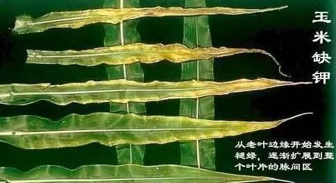 茄科作物和瓜类作物也易感染