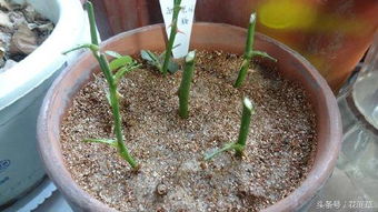 选择合适的生根剂