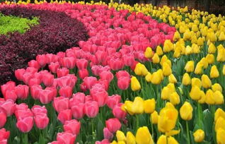 郁金香：北方春天的代表花卉