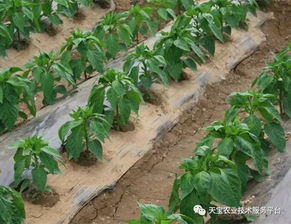 辣椒种植需要什么样的土壤条件？适合哪种土壤类型栽培