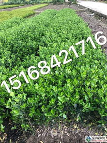 价格？便宜得hen呢！