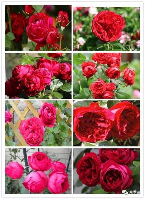 其他黄色系藤本月季品种