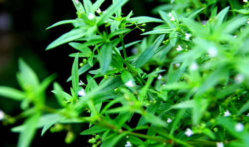 垂盆草种子的食用方法