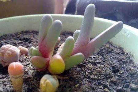 屁股花腐烂，是何原因导致