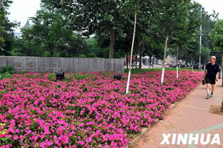 花卉市场的热闹景象