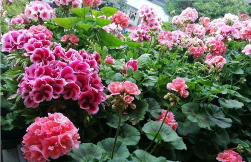 代代花种植时如何根据不同生长阶段调整养护技术以促进花朵繁盛