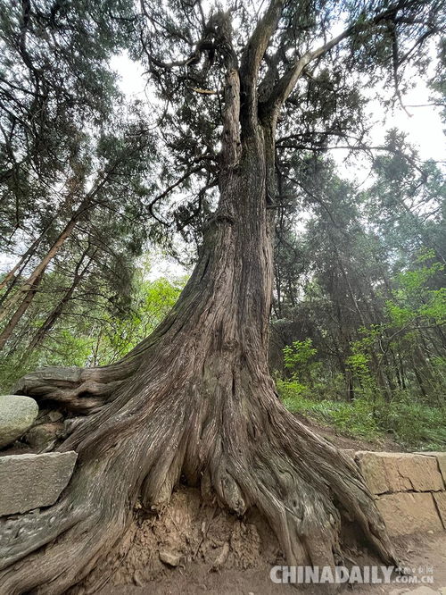 白皮松：一个神秘的生命传奇
