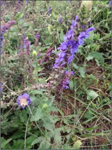 紫草与紫草：同名不同种的药材故事