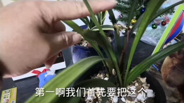 兰花开完花后的处理之道