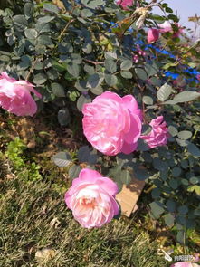 月季种植大蟋蟀的影响防治小窍门