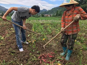种甜地丁，赚钱还是赔钱？