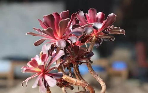黑法师浇水过多怎么办？如何避免烂根