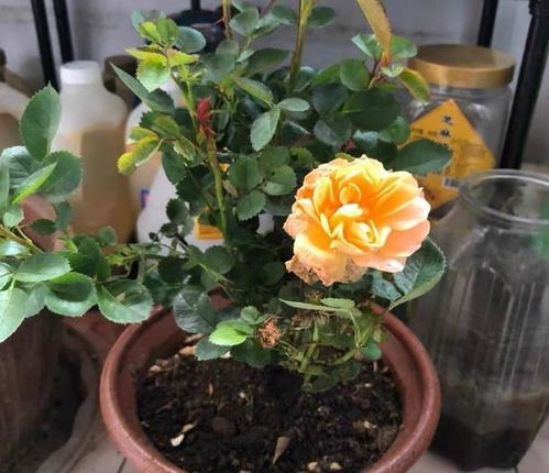 果汁阳台：小型月季的佼佼者