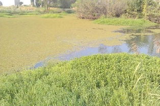河边防洪护岸的草种选择