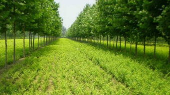 苗木种植行业前景展望：环保与城市绿化需求下的未来