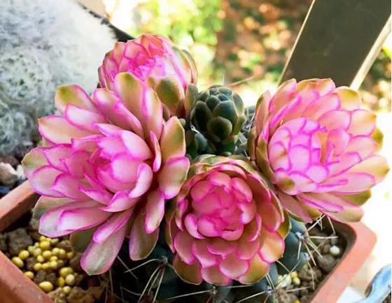 仙人球会开花，花色多样