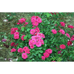 推荐，推荐，dou是我的心头好