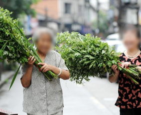 记忆中的艾草， 爷爷的良药