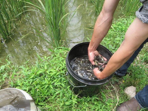 茭白田养泥鳅：探讨无公害套养技术