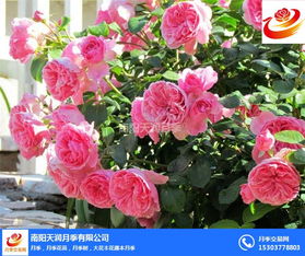 月季基地直销， 丰花月季等你来批