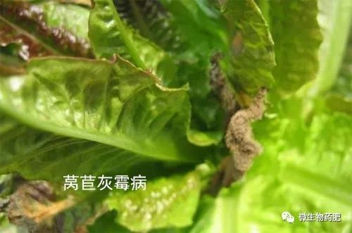 醉蝶花病害防治要点