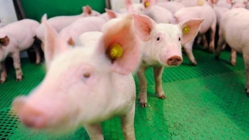 运用现代养猪技术，打造安全猪肉新标杆