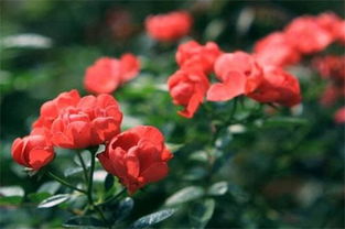 如何确保玫瑰花平安度过寒冷冬季