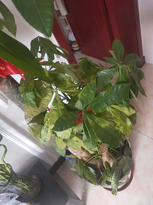 红花叶子变黄怎么办？是缺水还是病虫害