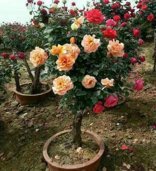 地栽月季， 晒晒更健康