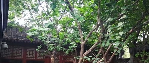 哪些树不适合在家里种？家里不能种什么树