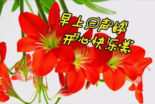 长辈送什么花最合适，能表达对他们的敬意和祝福