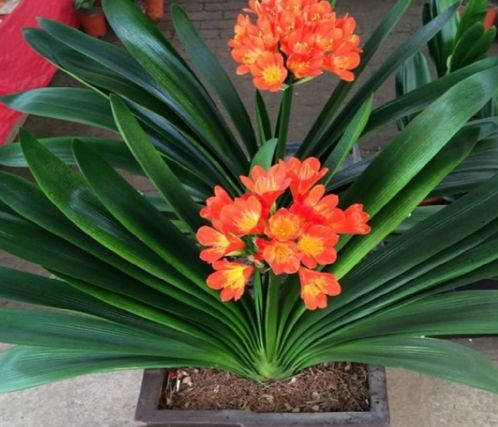 君子兰：美丽与健康的双料选手