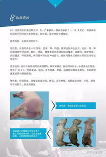 猪鞭虫病防治全指南：识别症状