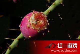 仙人掌果的美丽传说