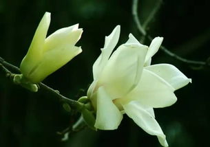 白兰花和白丁香， 传统香花中的佼佼者