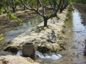 冬季苗圃浇水，那些事儿！