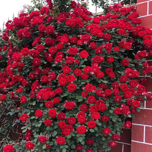 嫁接木香花的技巧