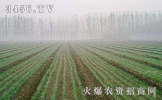 除草剂与杂草的较量