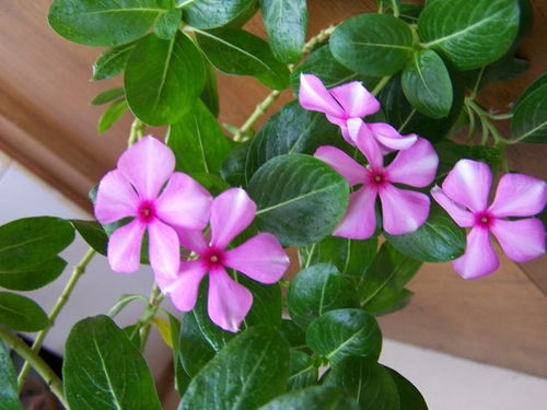 二、 长春花：不畏严寒的坚强之花