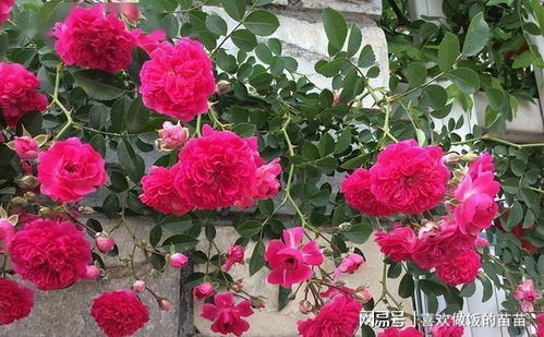 花卉的香气：河南种植的瑰宝