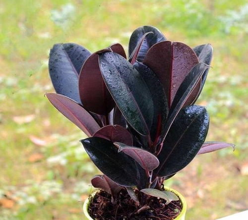 “橡皮树养护技巧，快速生长秘诀！”