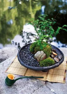 盆景苔藓培育，如何让绿意盎然