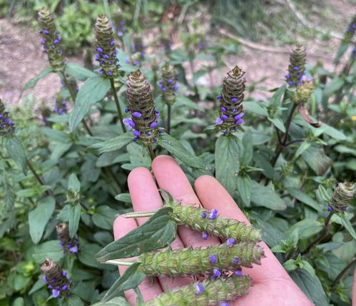 草本植物枯萎之谜