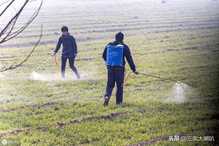 除草剂使用，注意事项多