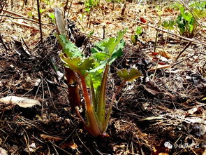 博落回的生长特性