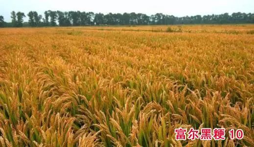 水稻种植， 品种多样