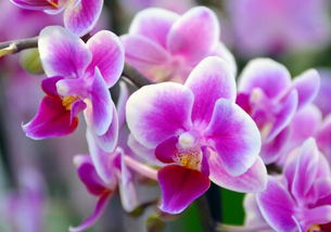 温度：蝴蝶兰的生长伴侣