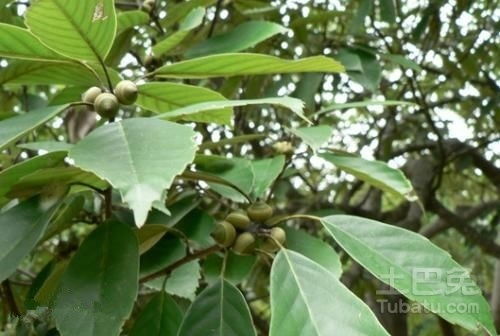 高效去皮三法，让你轻松告别烦恼！