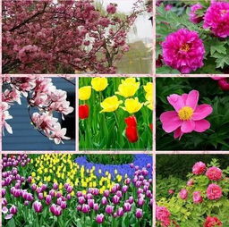 春天赏花， 南北大不同